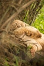 White Bengal Tiger shying for photograph,by covering his face with hands Royalty Free Stock Photo