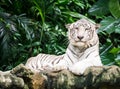 White bengal tiger Royalty Free Stock Photo