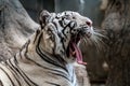 White bengal tiger Royalty Free Stock Photo