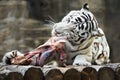 White Bengal tiger tore his teeth a meat Royalty Free Stock Photo