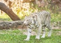 White bengal tiger walking relaxation Royalty Free Stock Photo