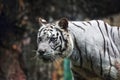 White Bengal Tiger Walking towards the Viewer Royalty Free Stock Photo