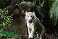 White bengal tiger walking Royalty Free Stock Photo