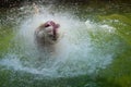 White Bengal Tiger Water Playing Royalty Free Stock Photo