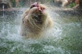 White Bengal Tiger Water Playing