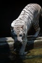 White Bengal Tiger Water Playing