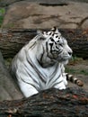 White bengalese tiger. Royalty Free Stock Photo