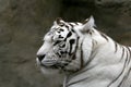 White bengalese tiger. Royalty Free Stock Photo