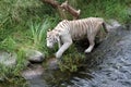 White Bengalese tiger goes on the lake coast.