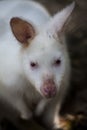 White Bennett`s Wallaby , Albino Wallaby / Albino Wallabies Royalty Free Stock Photo