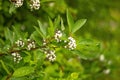 White berries of Cornus Alba Sibirica Variegata. Svidina, dogwood, white telikraniya,Cornus alba berries macro photo. Branch of
