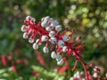 White baneberry berries and red stalks, Actaea pachypoda