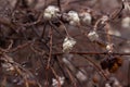 White berries of a snowberry Symphoricarpos albus in drops of freezing rain. Frozen round unusual berries. Background Royalty Free Stock Photo