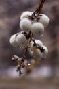 White berries of a snowberry Symphoricarpos albus in drops of freezing rain. Frozen round unusual berries. Background Royalty Free Stock Photo