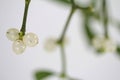 White berry mistletoe shown in detail