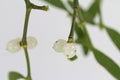 White berry mistletoe shown in detail