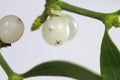 White berry mistletoe shown in detail