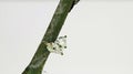 White berry mistletoe shown in detail