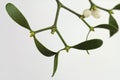 White berry mistletoe shown in detail