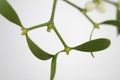 White berry mistletoe shown in detail