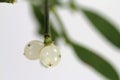 White berry mistletoe shown in detail