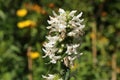 White `Betony Album` flowers - Stachys Officinalis `Album` Royalty Free Stock Photo