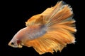 The white betta fish glides effortlessly through the water its shimmering light golden tail creating a mesmerizing display. Royalty Free Stock Photo