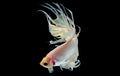 White betta fish, Siamese fighting fish with light yellow color was isolated on black background. Fish also action of turn head in Royalty Free Stock Photo