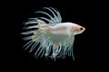 White betta splendens Crown Tail fish, Siamese fighting fish with light yellow color was isolated on black background. Fish also Royalty Free Stock Photo