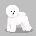 White Bichon Frize dog isolated at one color background