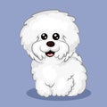 White Bichon Frize dog isolated at one color background