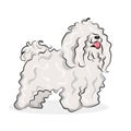 White Bichon Frize dog isolated at one color background