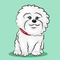 White Bichon Frize dog isolated at one color background