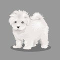 White Bichon Frize dog isolated at one color background