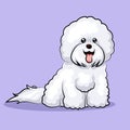 White Bichon Frize dog isolated at one color background