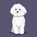 White Bichon Frize dog isolated at one color background