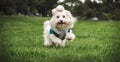 White bichon maltes dog running in te grass looking to forward