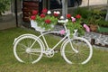 White bicycle garden decoration. Pelargonium in pots on a white bike,Pelargonium in the pot Royalty Free Stock Photo