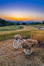 White bicycle loaded with ripe wheat in basket at sunset. Rural Scenery under sunset sky. Bike and background of ripening ears of Royalty Free Stock Photo