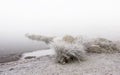 White big bush in park in winter near frozen lake. White snow landscape. Royalty Free Stock Photo