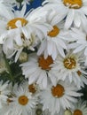 White big daisies. Royalty Free Stock Photo