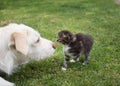 White big dog met with a small kitten, sniff each other on the green grass Royalty Free Stock Photo
