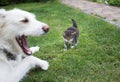 White big dog opened its mouth wide in front of a small kitten walking towards him on the green grass Royalty Free Stock Photo