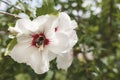 White big flower and bee on it Royalty Free Stock Photo