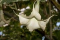 White big flower on green foliage background. subtropical plant