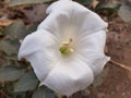 White is a big flower.Grew a spy flower. Royalty Free Stock Photo