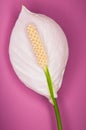 White flowers on pink background Royalty Free Stock Photo