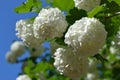 Viburnum opulus. bush of flowers.