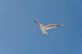 White big free white flying seagull very high on blue clean sky background Royalty Free Stock Photo