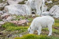 White Big Horn Sheep - Rocky Mountain Goat Royalty Free Stock Photo